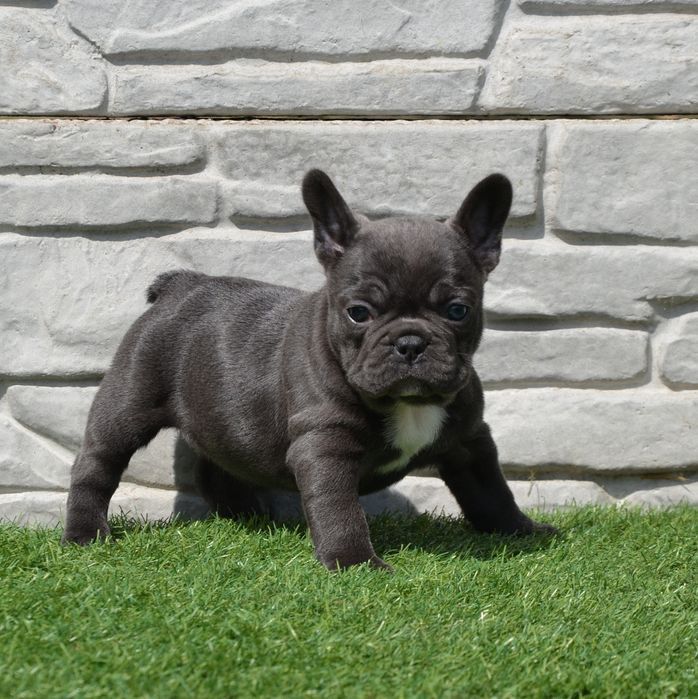 Вязка. Кобель французский бульдог