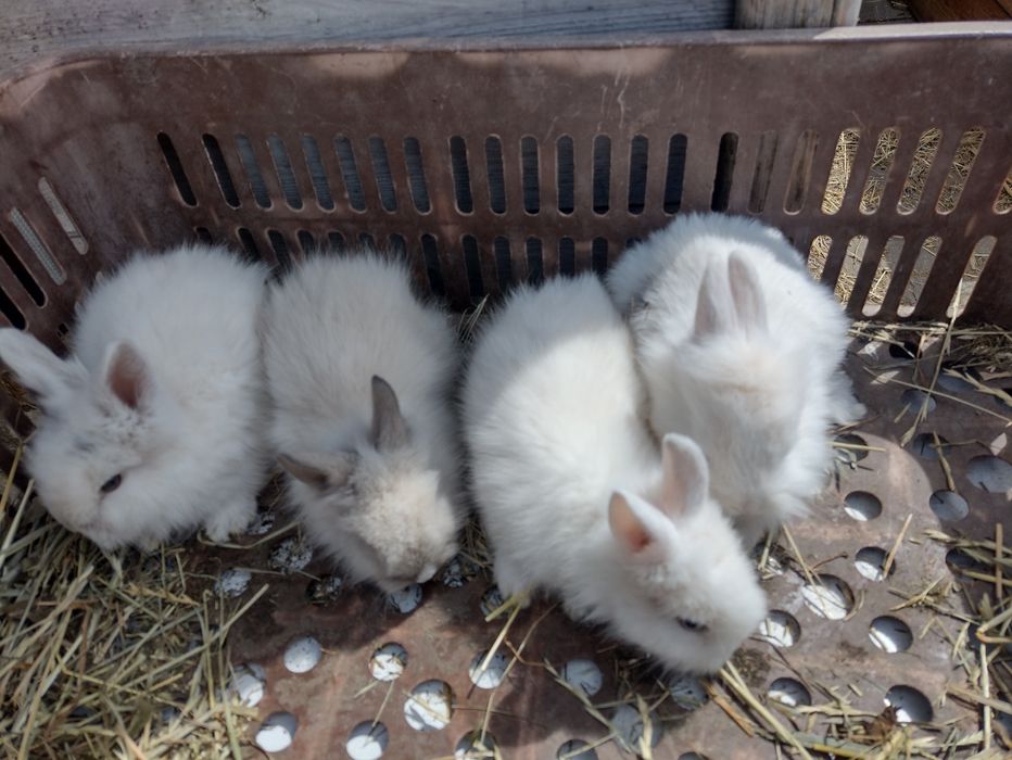 Miniaturka króliki lew lewki młode