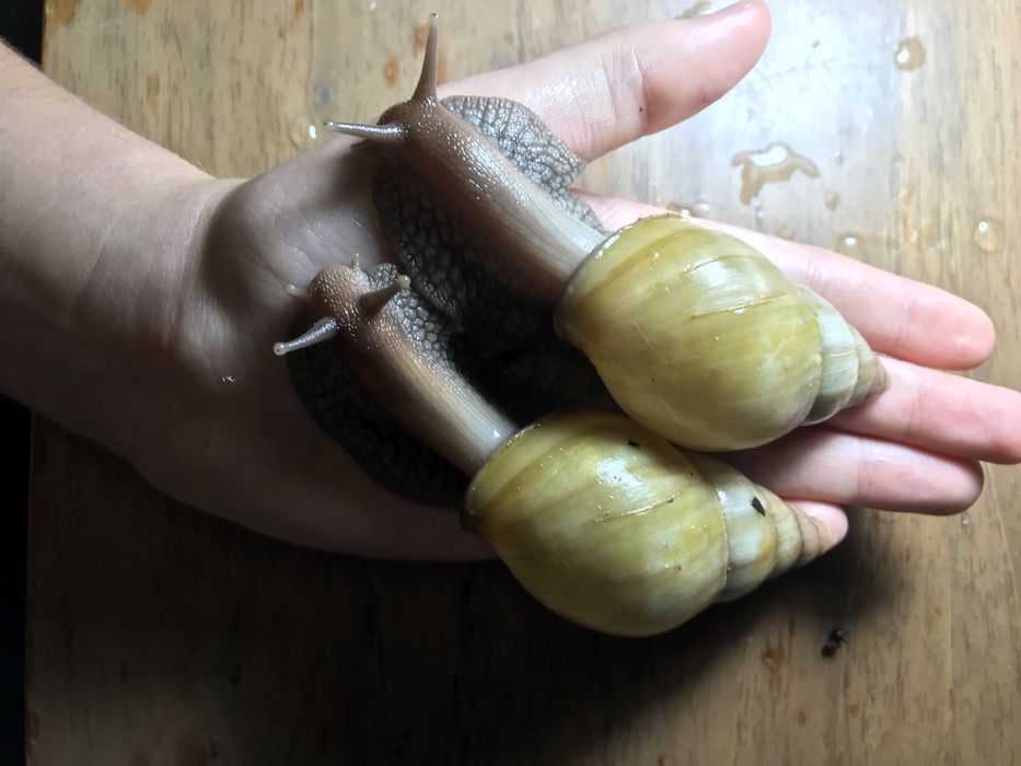 Ахатина родацыя стандарт