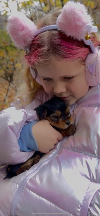 Цуценя йорка йоркшерський терєр