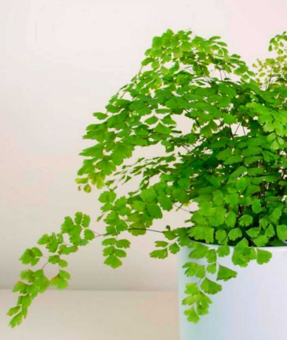 Папороть, Адіантум венерине волосся, Adiantum capillus-veneris