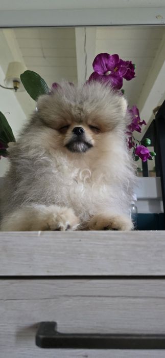 Szpic miniaturowy pomeranian cudowny
