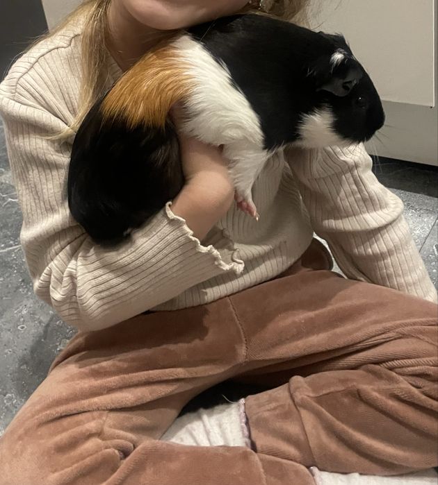 Oddam swinke morską