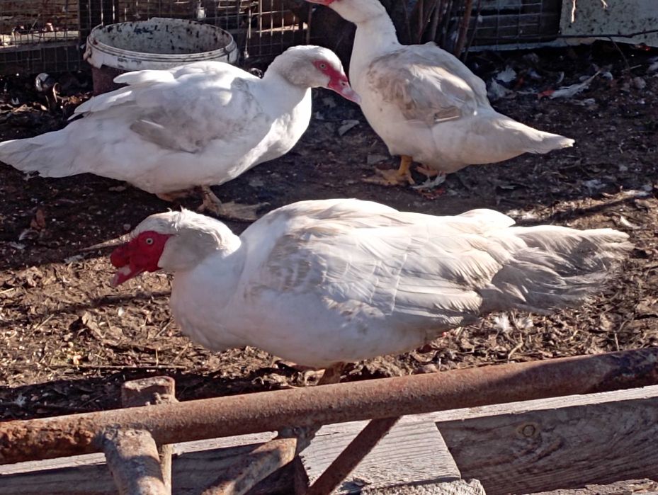 Білі качкі важкої дініі