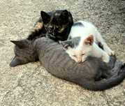 Gatinhos para adoção