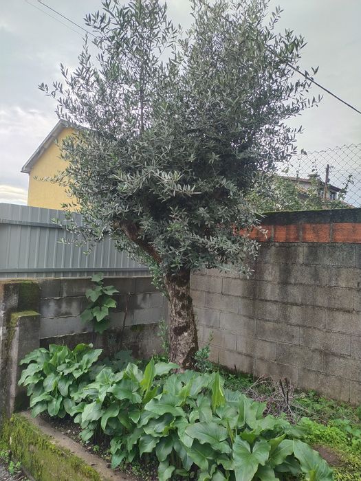 Oliveiras de boa qualidade