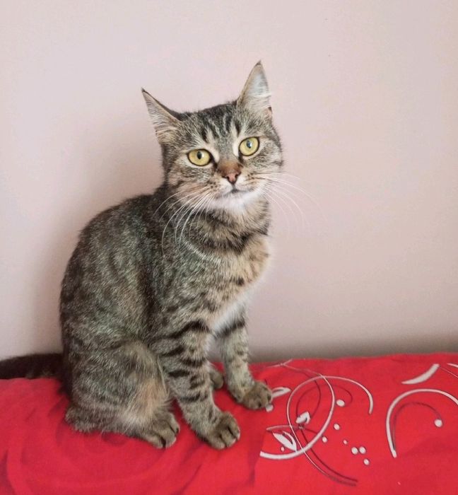 Ласкава кішечка шукає сім'ю