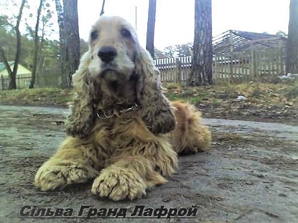 Англійський кокер-спаніель - породні, чарівні цуценятка!