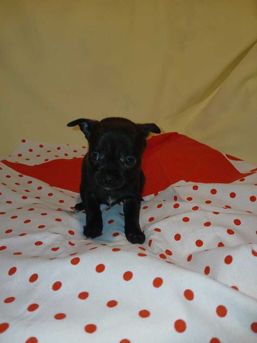 Chihuahua suczka 6 tygodni