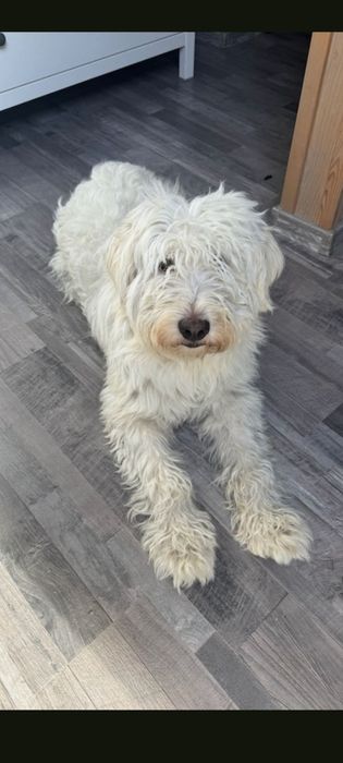 Oddam i za darmo psa  w typie PON