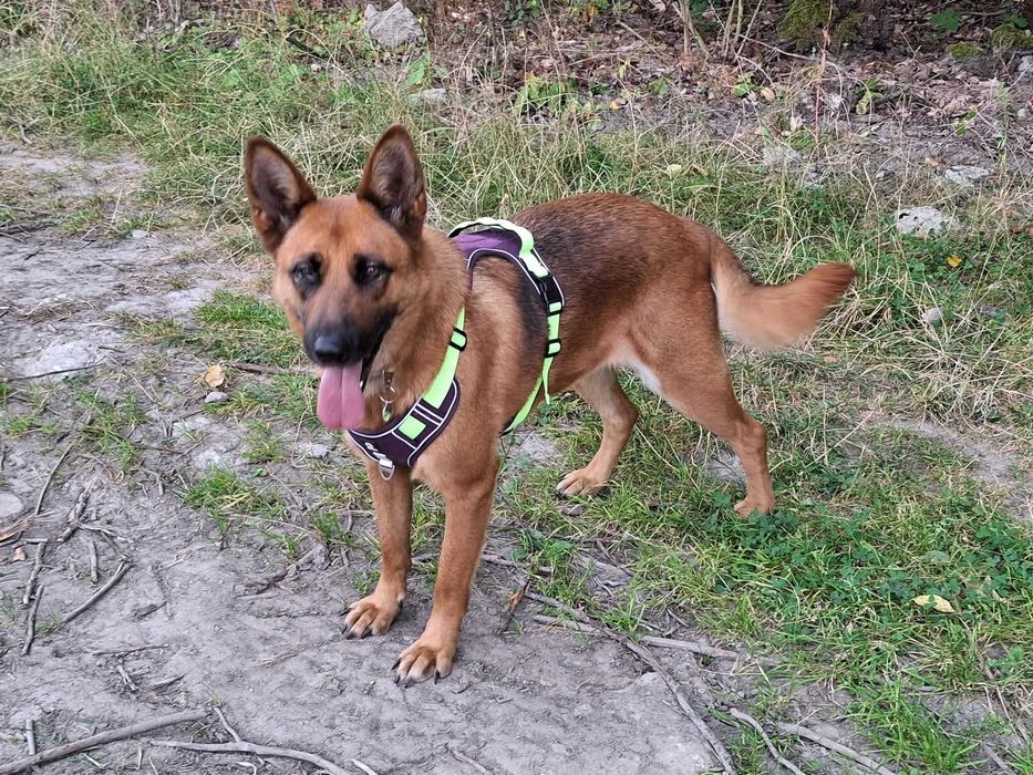 Wera łagodna spokojna sunia szuka domu