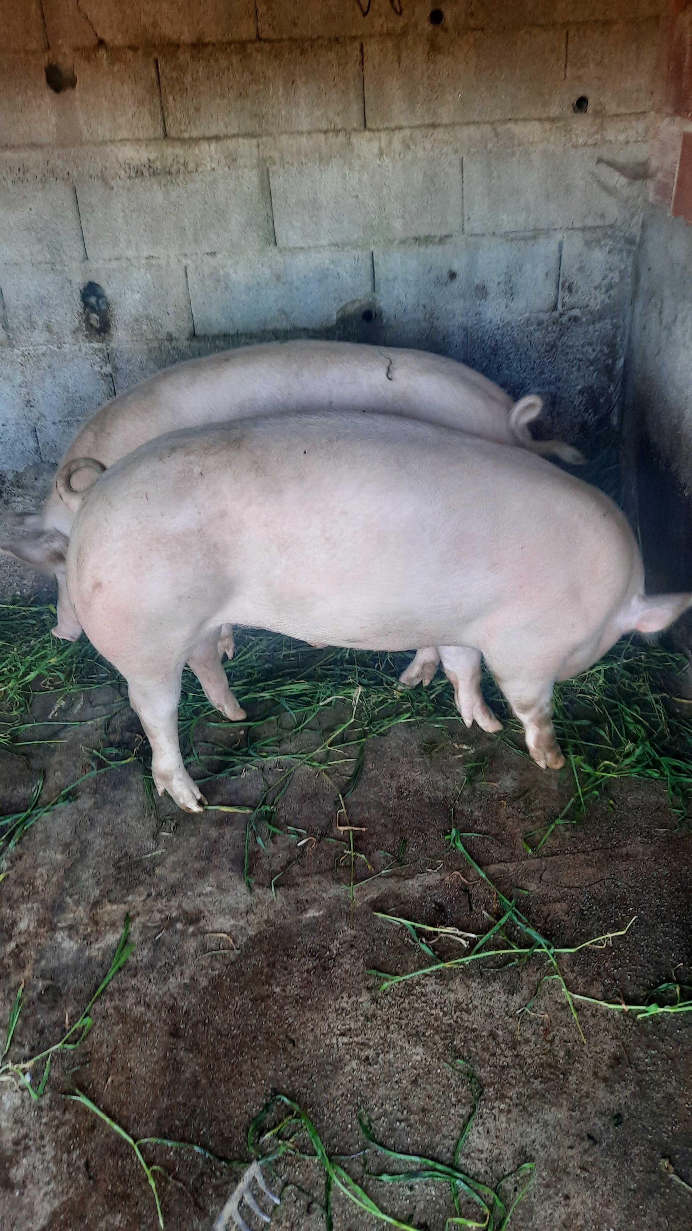 Vendo  porco caseiro
