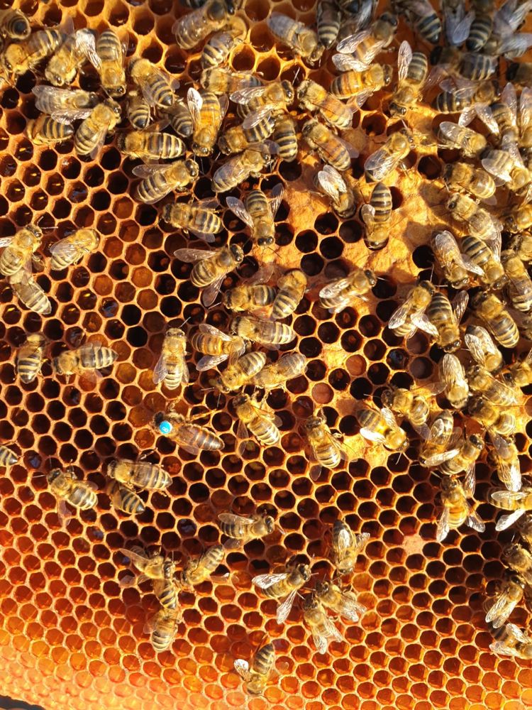 Leśny miód pszczeli z ekologicznej pasieki