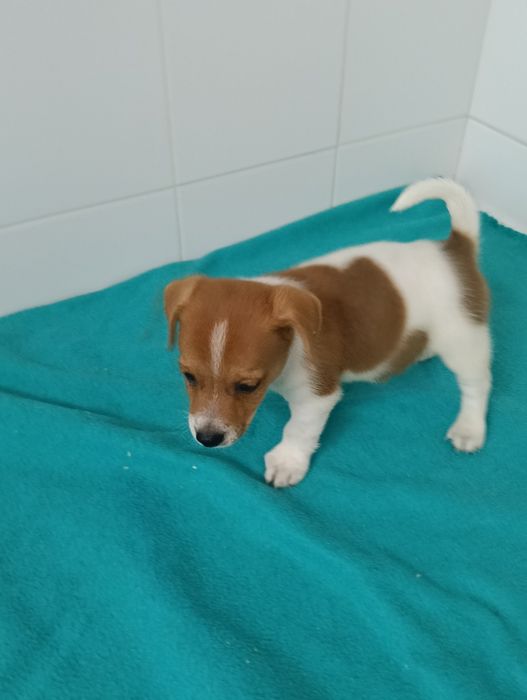 Jack russell terrier