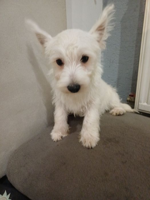 West  highland terrier white