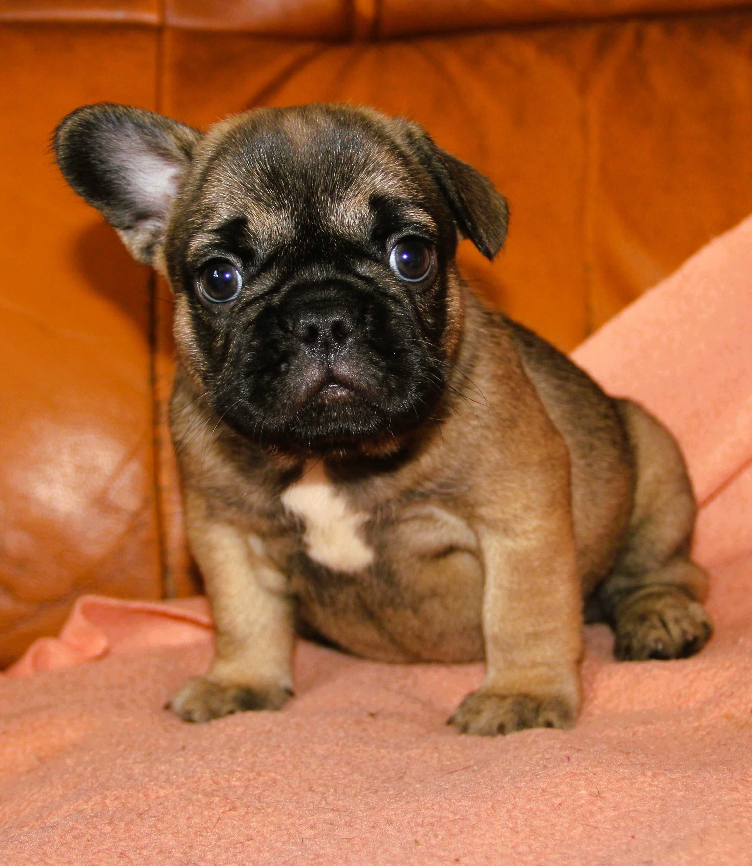 Buldog Francuski Fluffy  dziewczynka