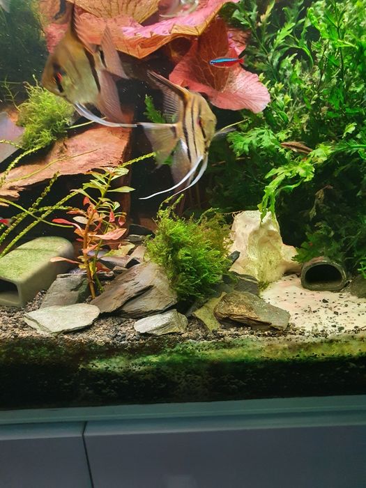 Loros czerwony bardzo piękny