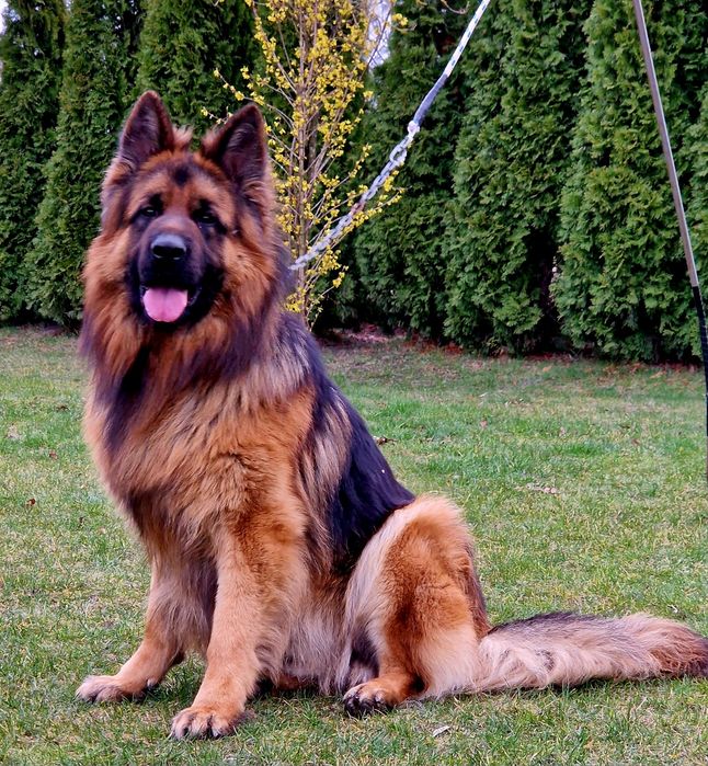 Owczarek Niemiecki Długowłosy - Piesek.