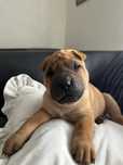 Shar Pei wyjątkowy i piękny chłopiec z Rodowodem FCI