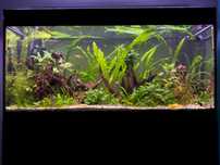 Akwarium Aquael glossy 260L z szafką i życiem