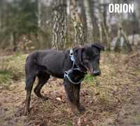 Wesoły, łagodny, 10 kg mini doberman Orion adopcja