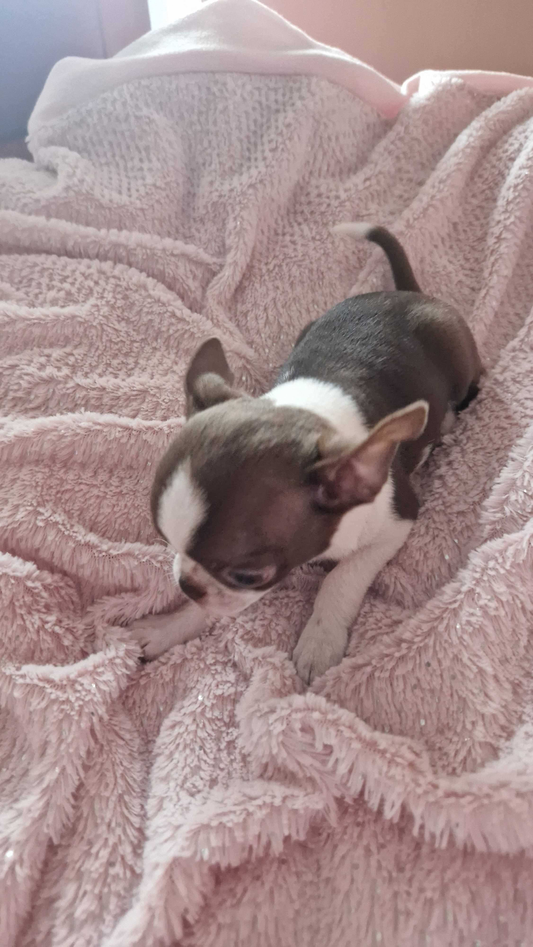 Chihuahua piesek czekoladowo biały