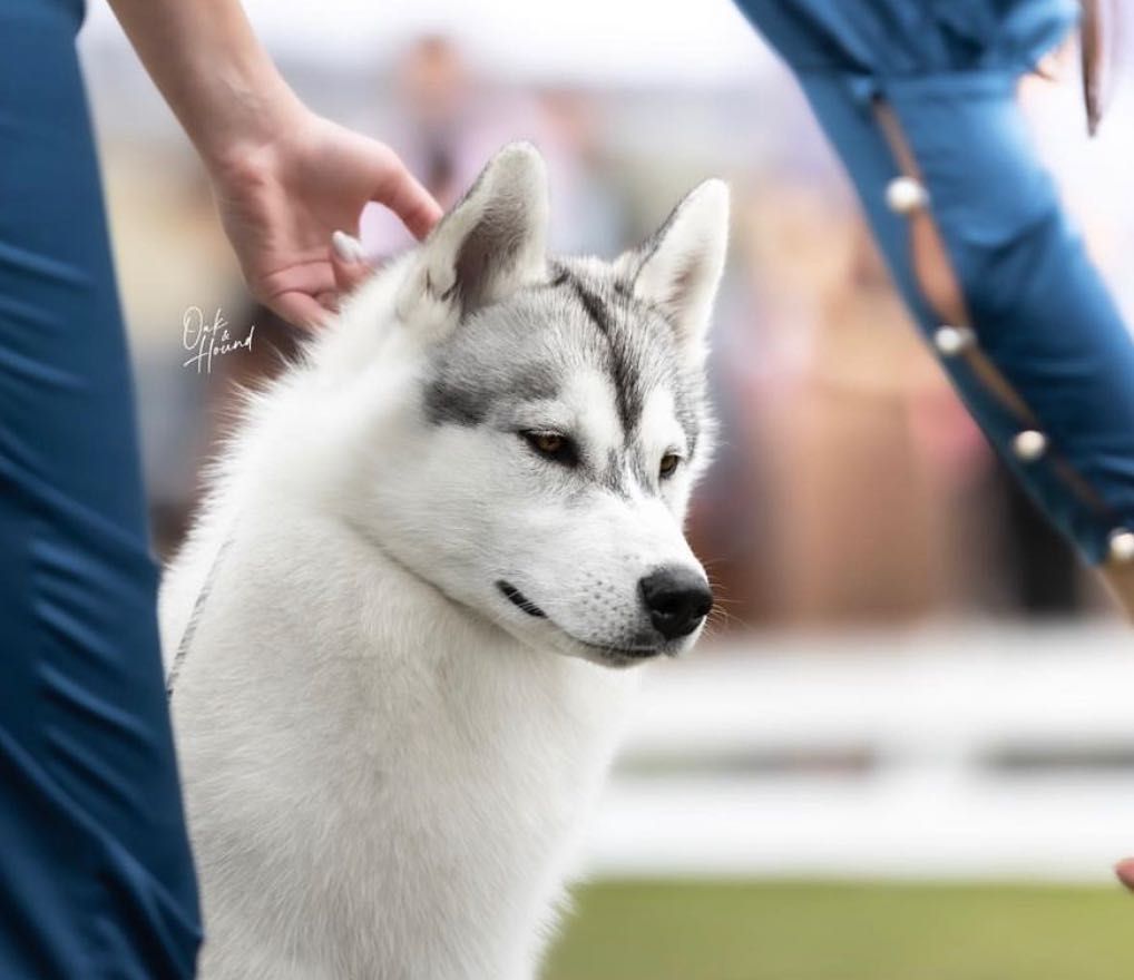 Husky Siberiano com LOP - iaspis