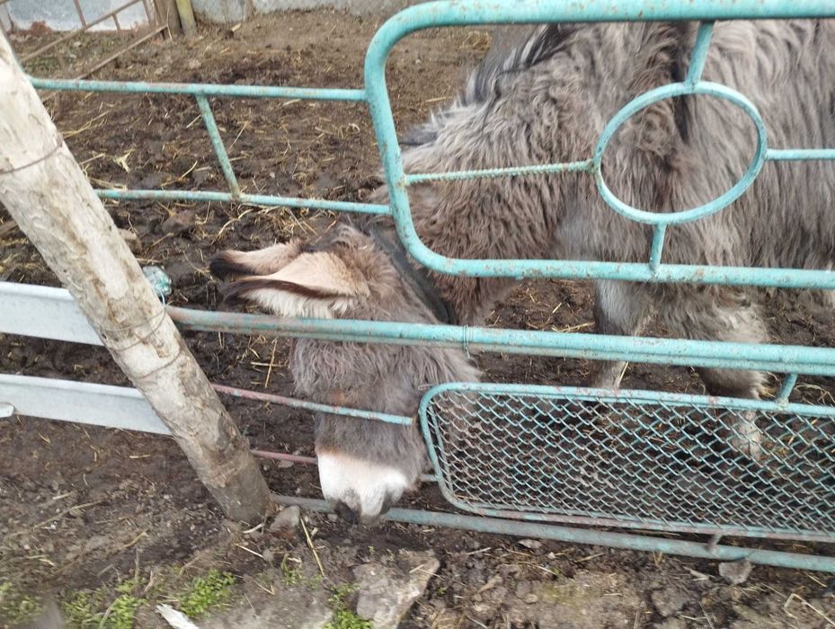 Продам віслючка хлопчик