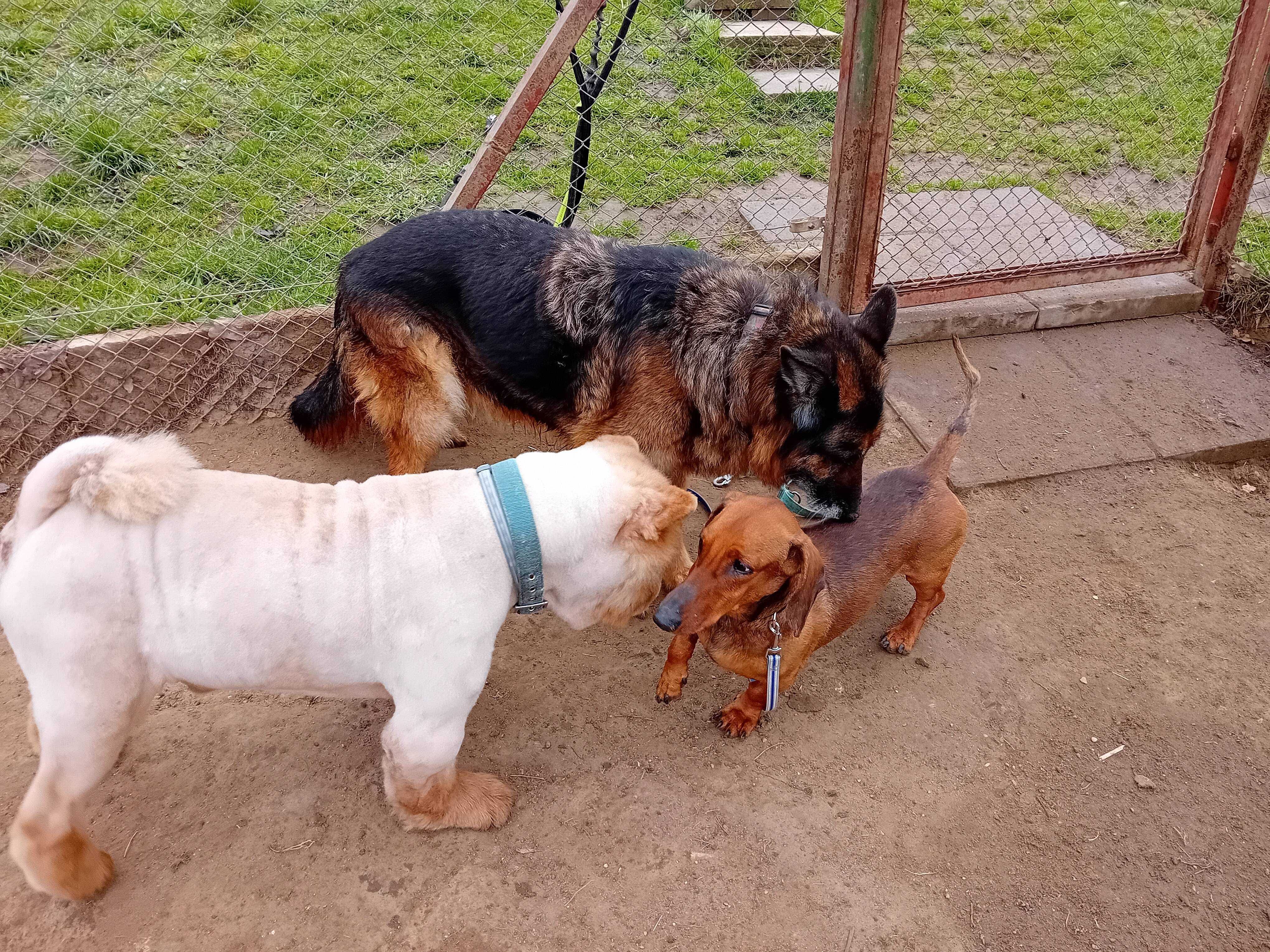 SAM - w typie rasy Chowchow w schronisku, łagodny. [FILMIK]