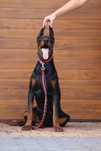 Doberman młody pies
