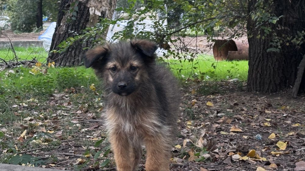 Щенки Цуценята бесплатно