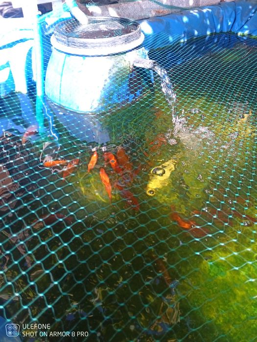 Peixes para lago