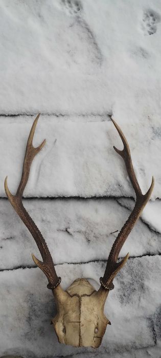 ciekawe unikalne poroże jelenia rogi sarna rogacz