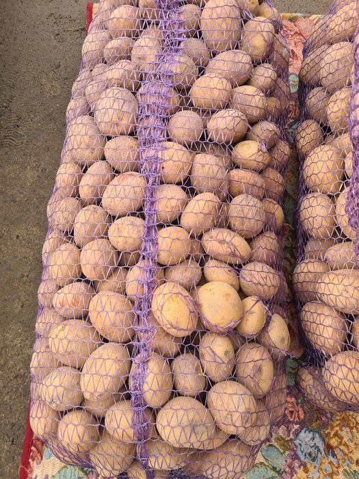 Насінева картопля конект