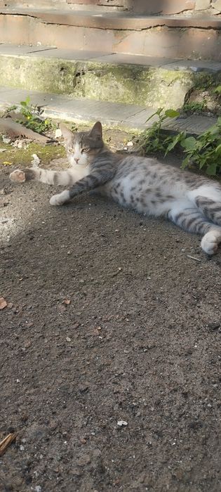 Безкоштовно котик