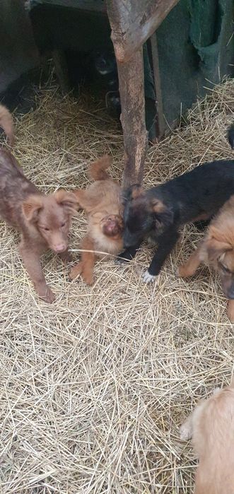 Отдам щенков бесплатно