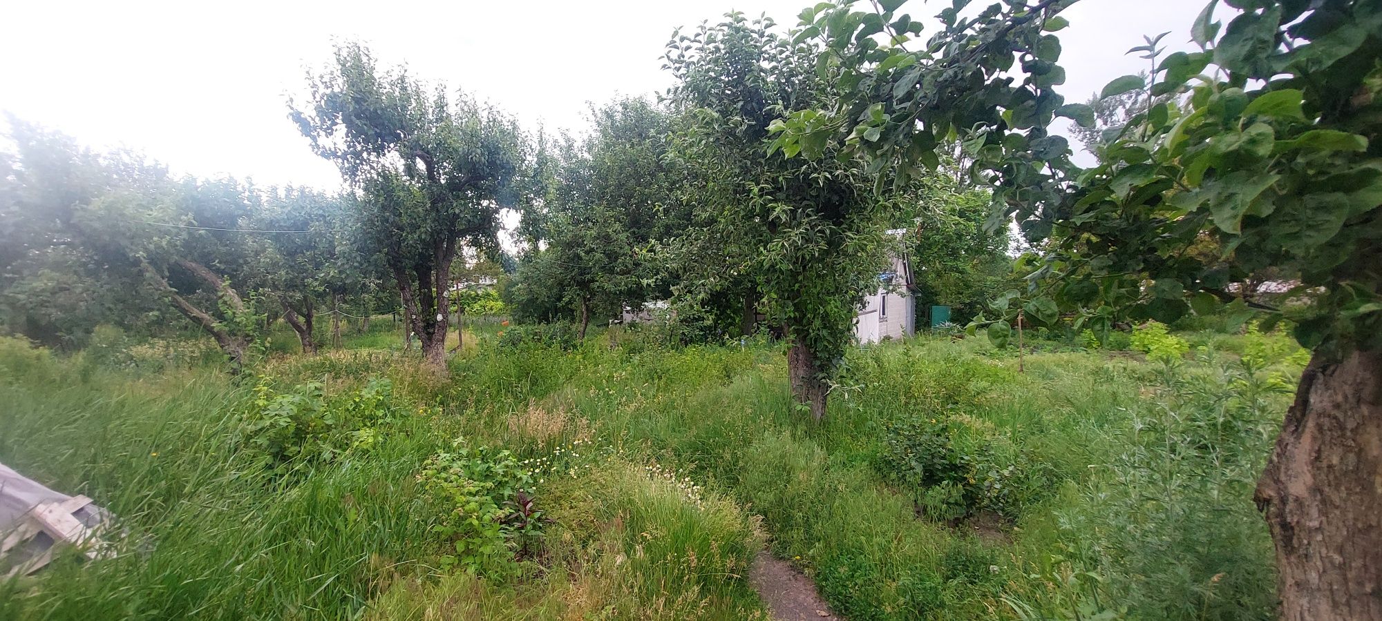 Продам дачный участок в Солоницевке