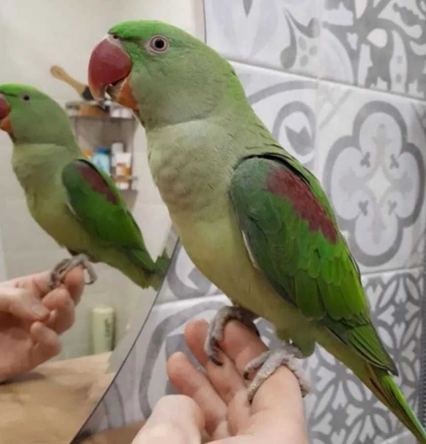 Доставка по Украине Александрийский попугаи птенцы и Китайские ожерелы