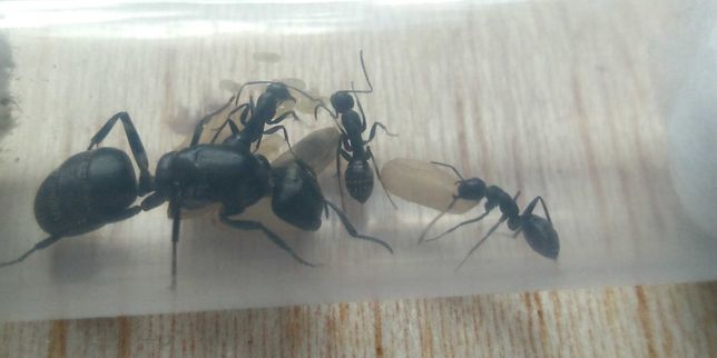Camponotus vagus z robotnicami mrówki hodowla formikarium