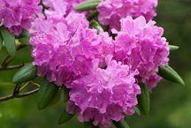 Rododendron różowy