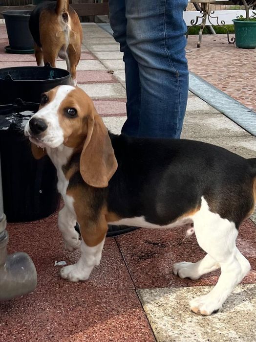 Beagle Tricolor Campeão
