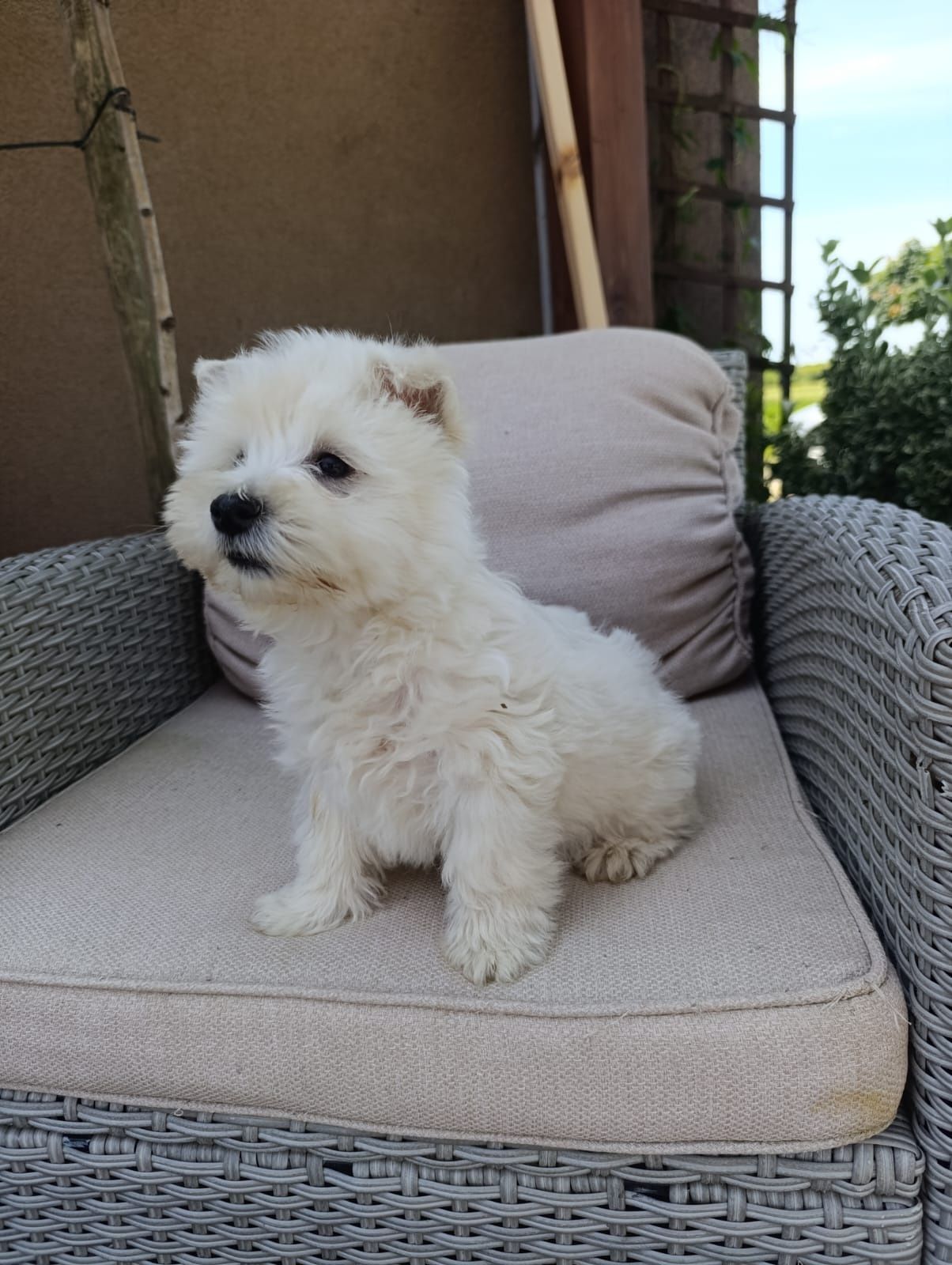 West Highland White Terrier