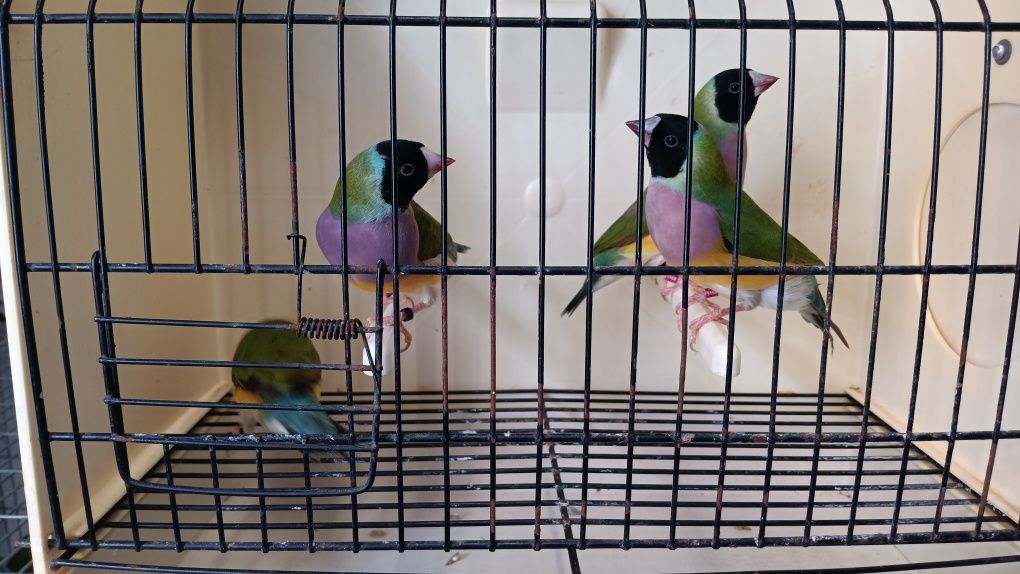 Diamantes de Gould 2025