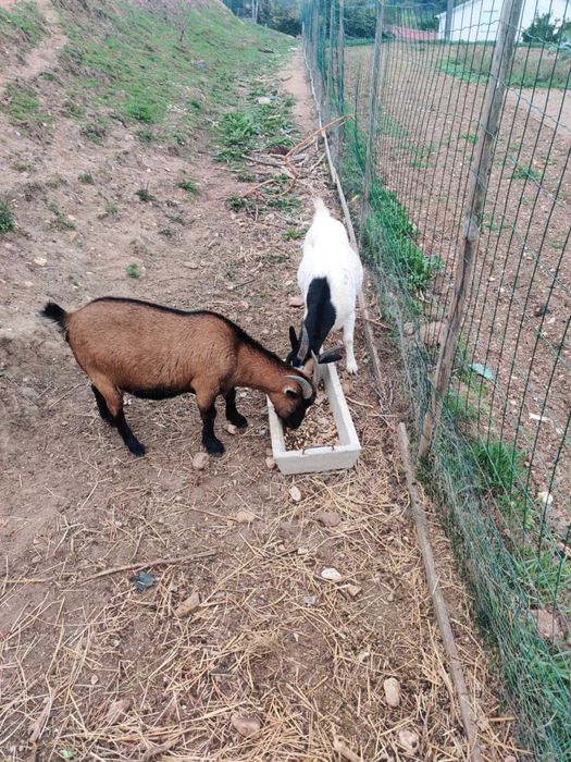 Duas Cabras Anãs com 3 anos idade