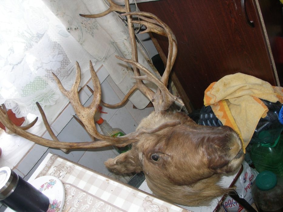 срочно большая голова оленя +голова кабана