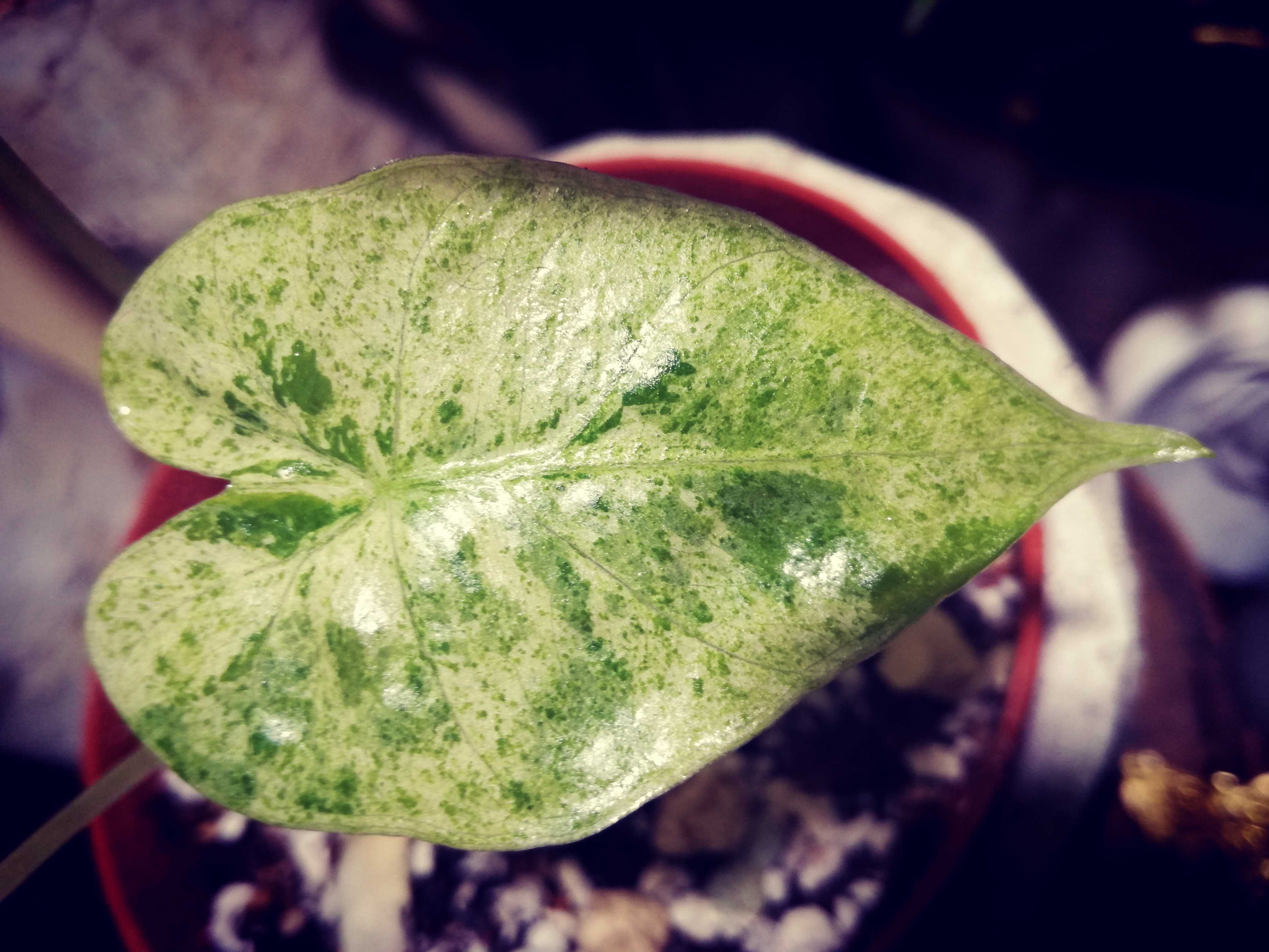 Alocasia ( Odora ) Splash Albo Variegata alokazja monstera philodendro