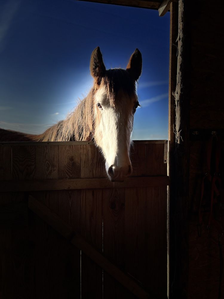 Ogier clydesdale