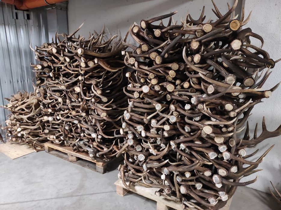 Skup poroża , jeleń, daniel ,loś