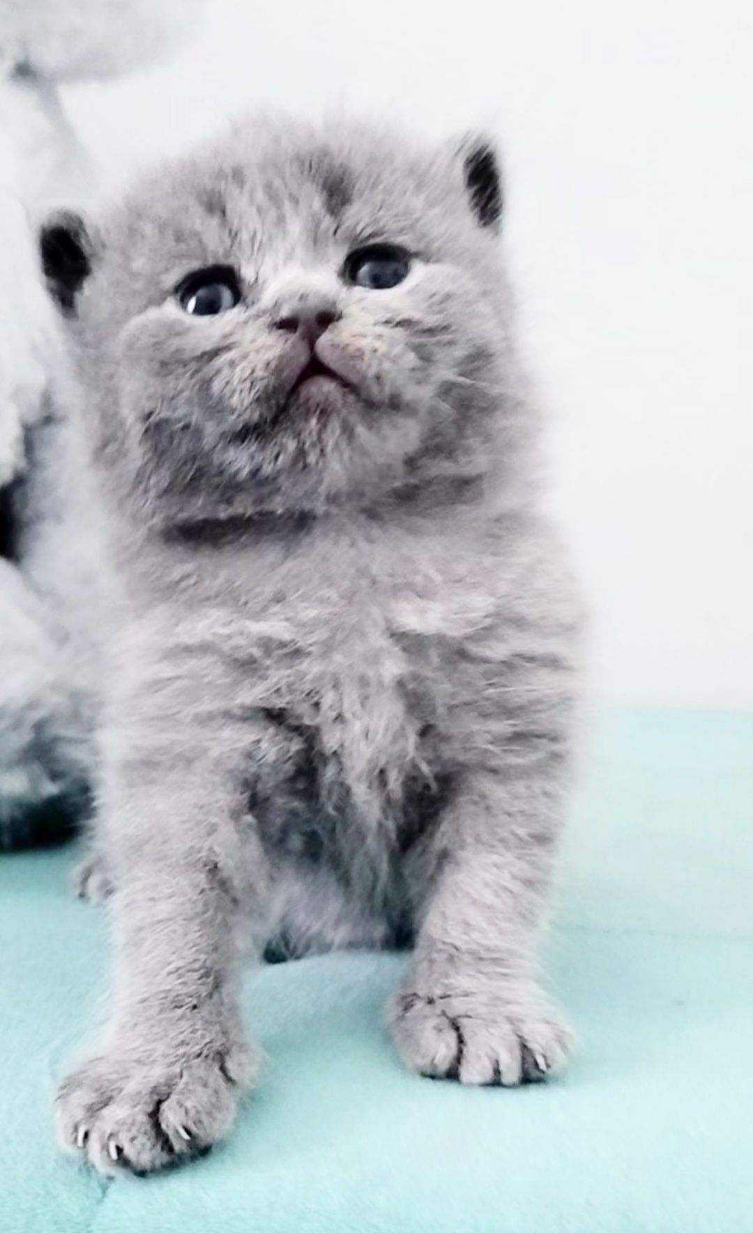 British Shorthair para reserva