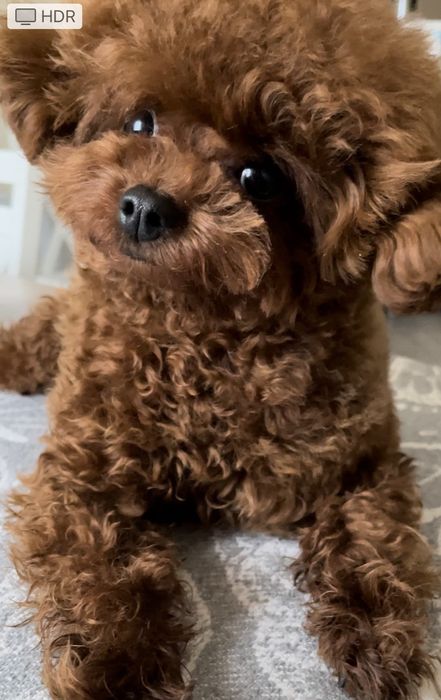 Хлопчик для в'язок! 1,7 кг!